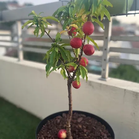 Bed & Breakfast Flower Castelo de Paiva