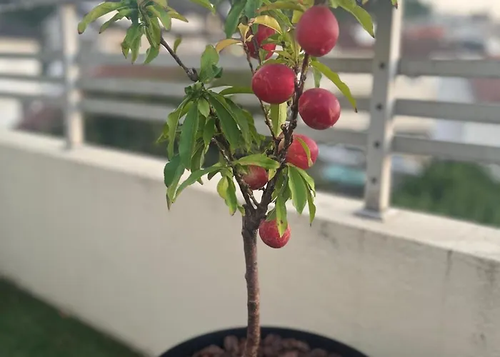 Couette-café Flower Castelo de Paiva